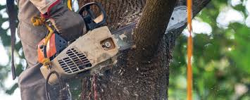 Best Tree Disease Treatment  in Purvis, MS