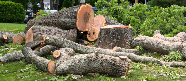 Best Tree Trimming and Pruning  in Purvis, MS