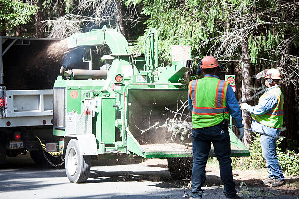 Best Tree Removal Service  in Purvis, MS